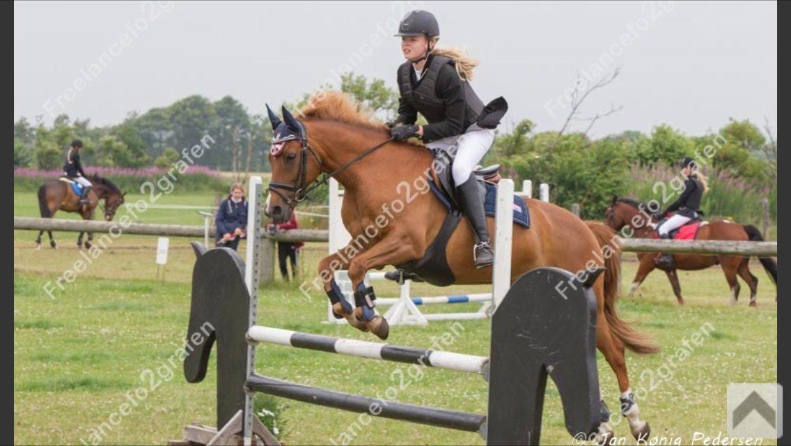 New Forest Marquis De Rebel billede 22