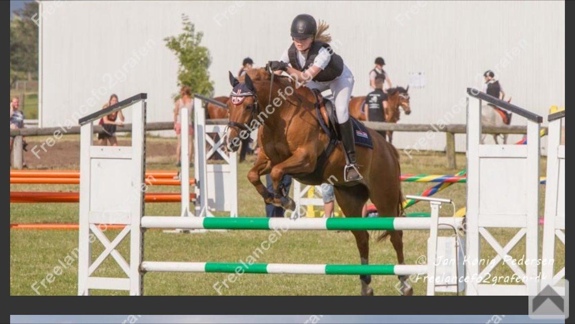 New Forest Marquis De Rebel billede 23