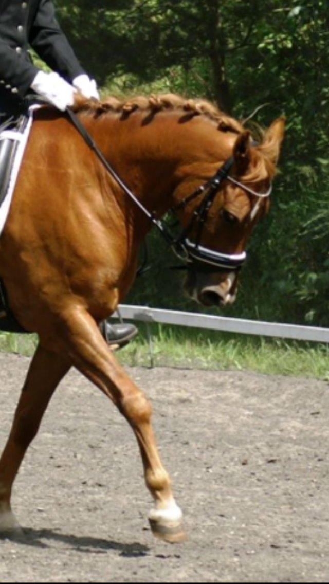 New Forest Marquis De Rebel billede 24