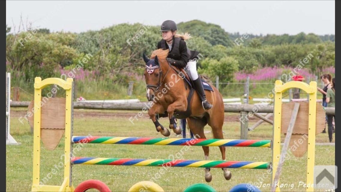 New Forest Marquis De Rebel billede 26