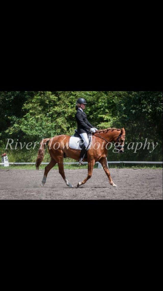 New Forest Marquis De Rebel billede 27