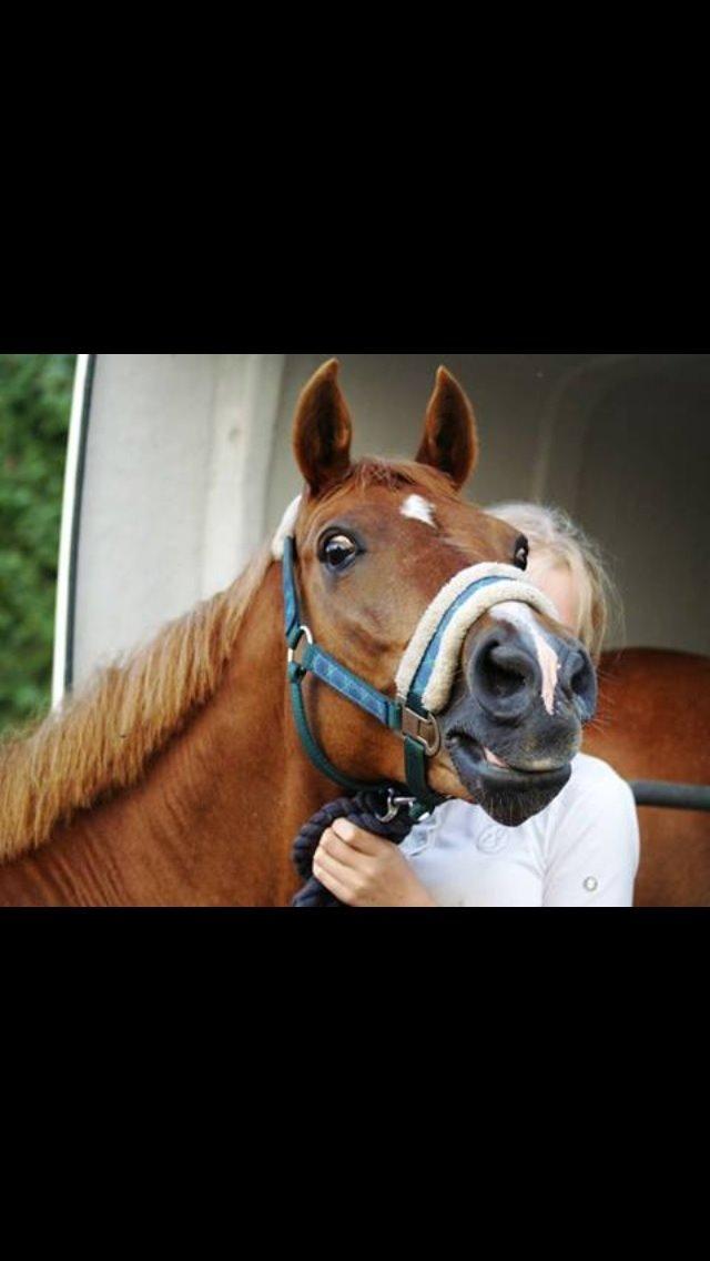 New Forest Marquis De Rebel billede 28