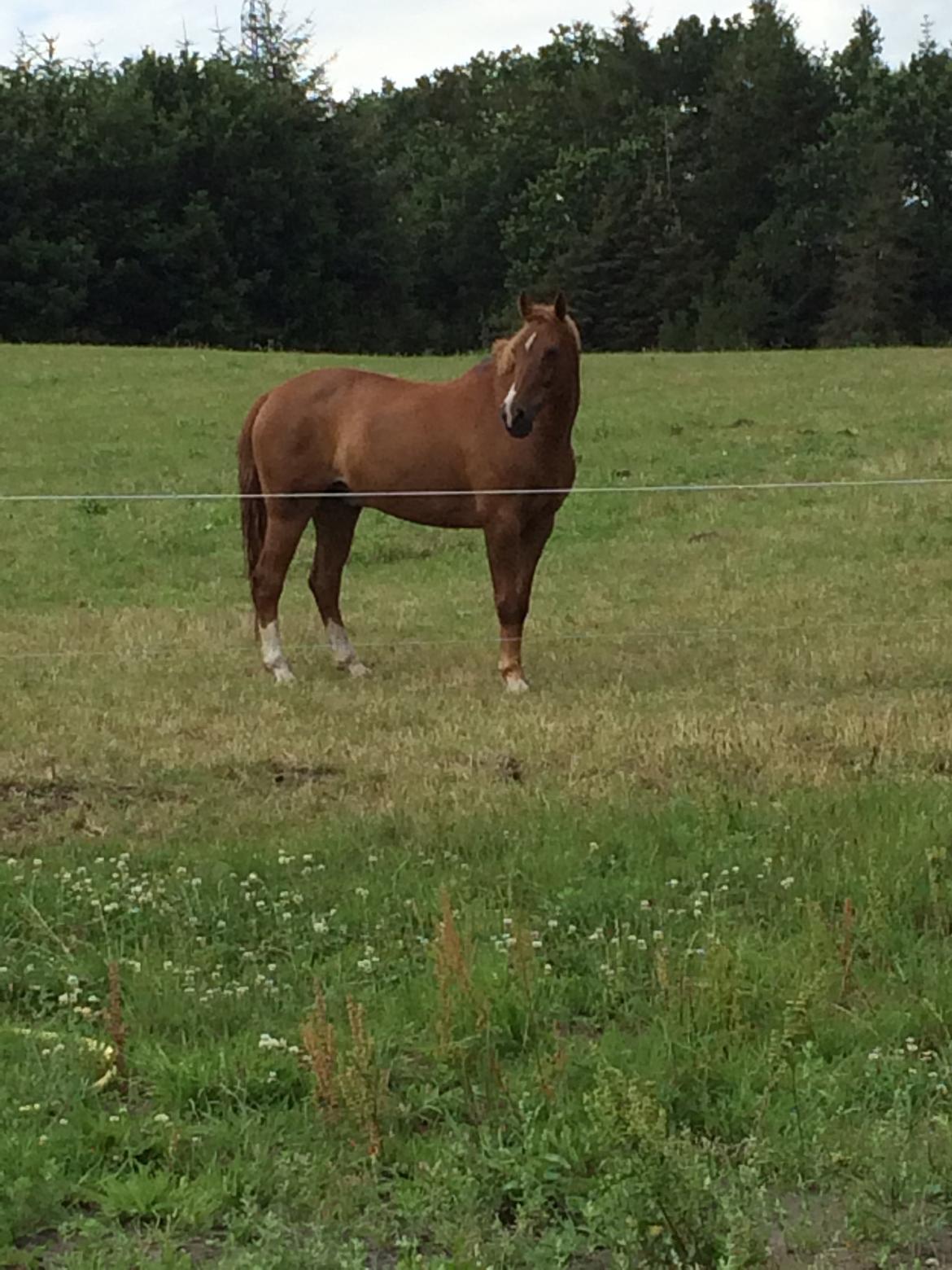 New Forest Marquis De Rebel billede 29