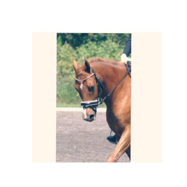 New Forest Marquis De Rebel billede 30