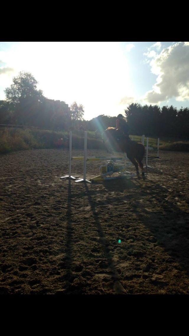 New Forest Marquis De Rebel billede 32