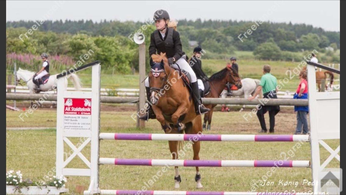 New Forest Marquis De Rebel billede 33