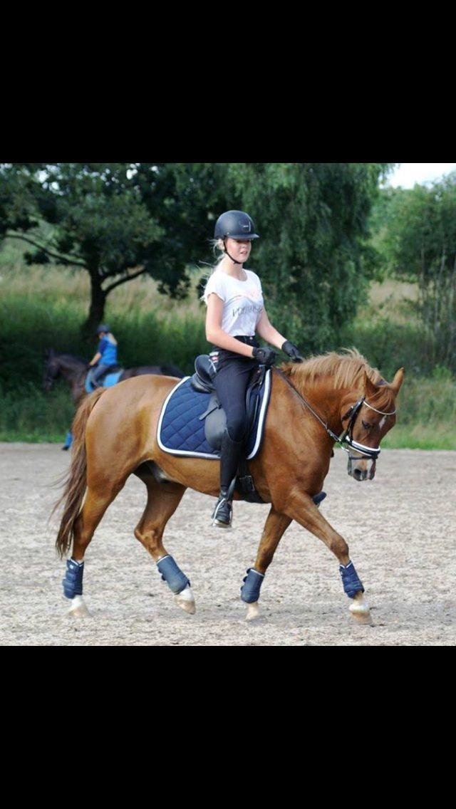 New Forest Marquis De Rebel billede 34