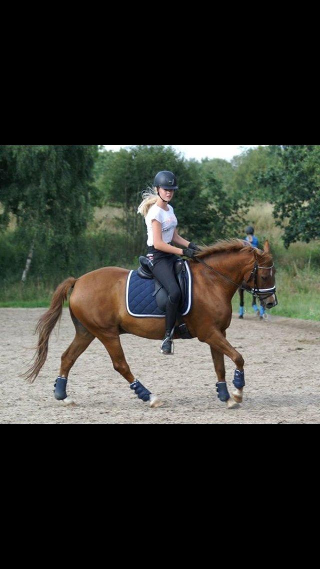 New Forest Marquis De Rebel billede 35