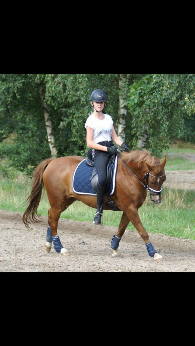 New Forest Marquis De Rebel billede 36