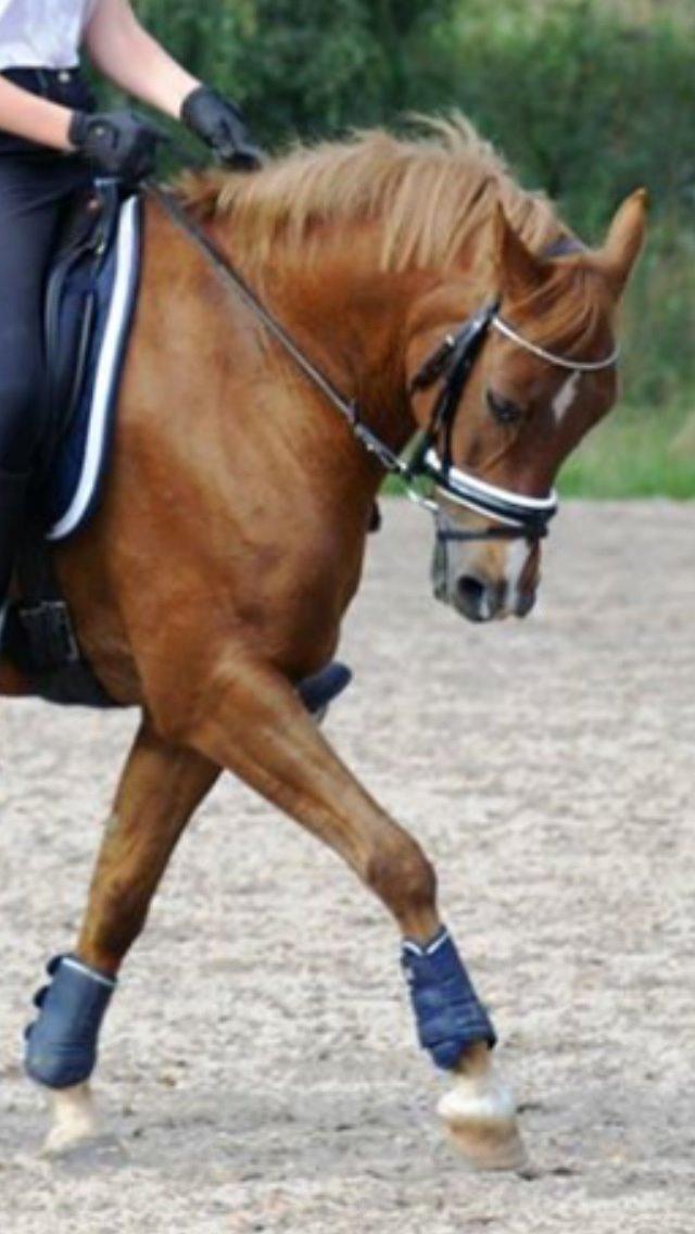 New Forest Marquis De Rebel billede 37