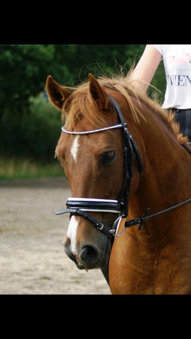 New Forest Marquis De Rebel billede 38