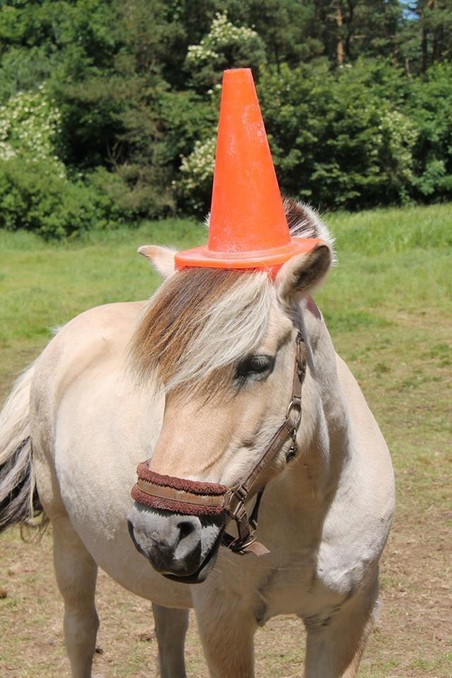 Fjordhest Bamse - Vi var på efterskole sidste år, og Bamse havde det også sjovt, for han beholdte keglen på i fem minuter... <3 billede 1