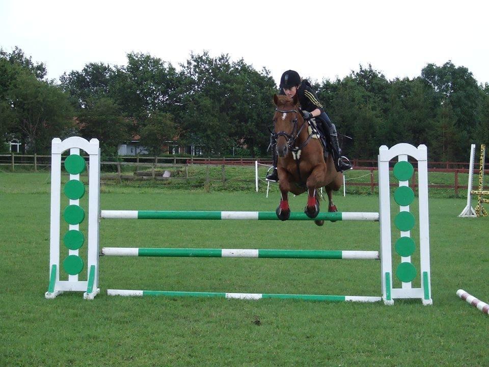 Hannoveraner Selena - 12/8-2014 billede 2