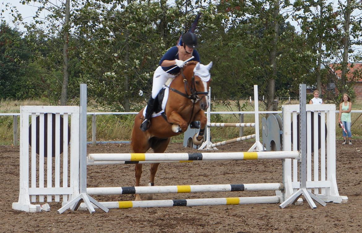 Anden særlig race Ning billede 1