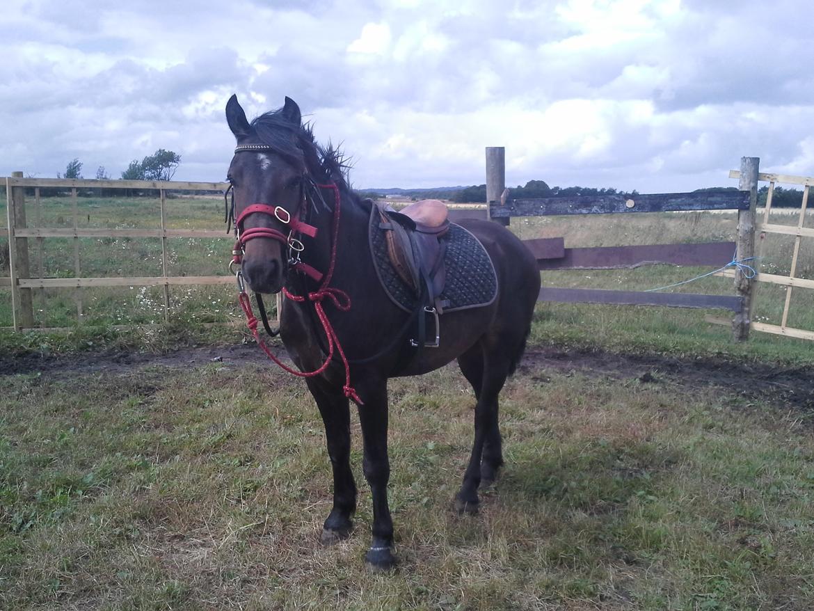 New Forest Højersmindes pride billede 2