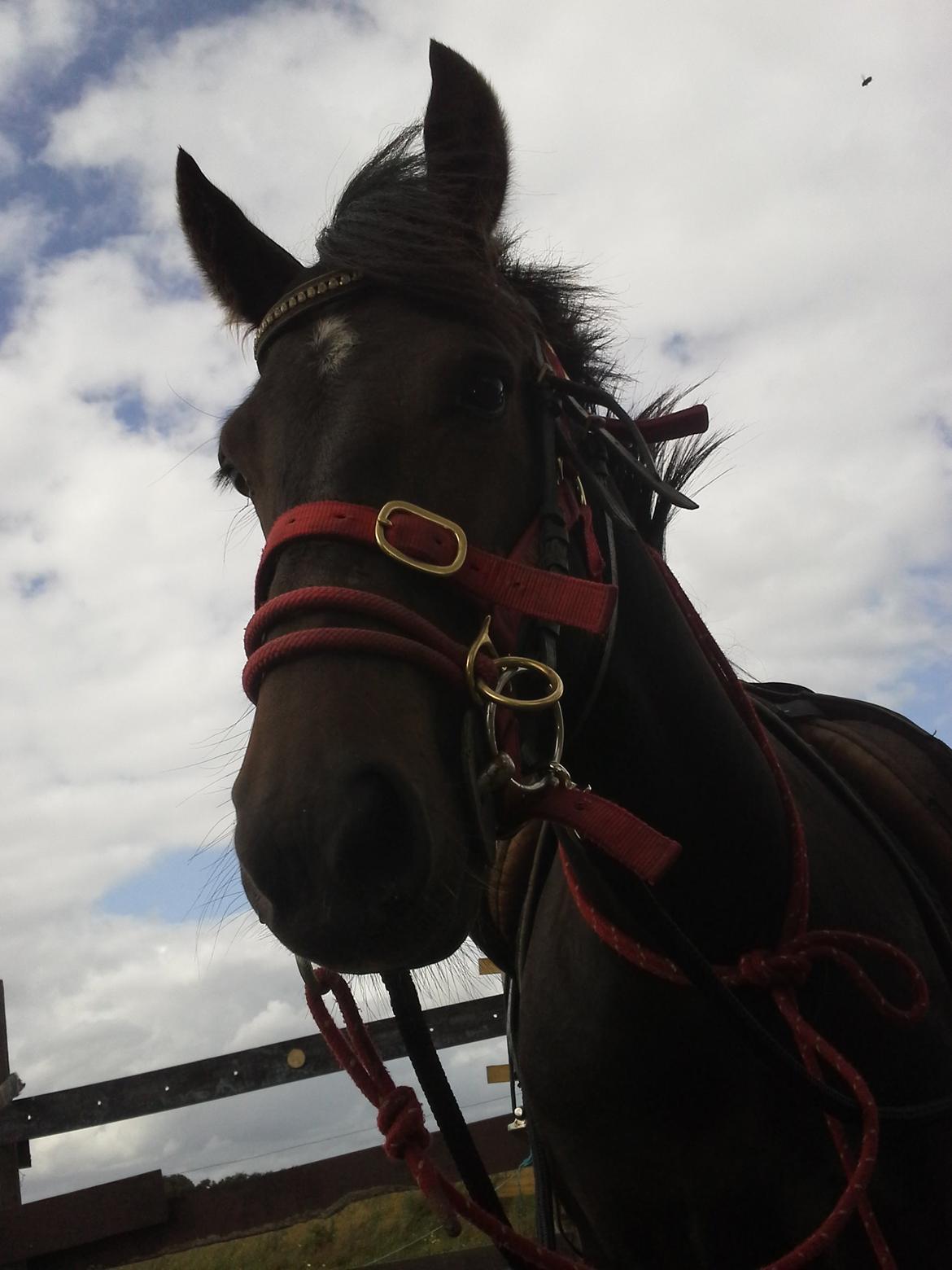 New Forest Højersmindes pride billede 3