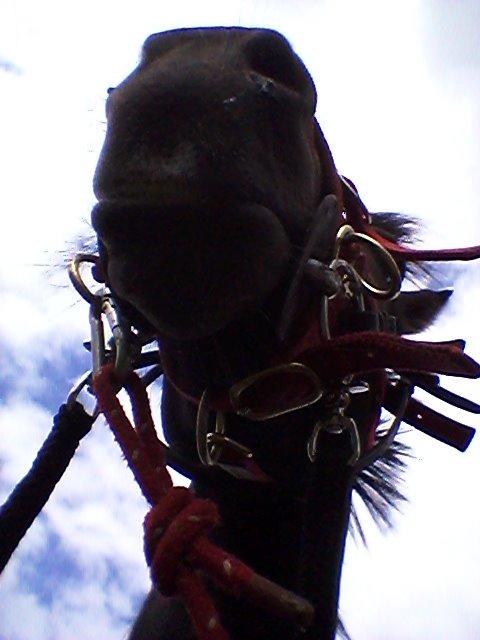 New Forest Højersmindes pride billede 4