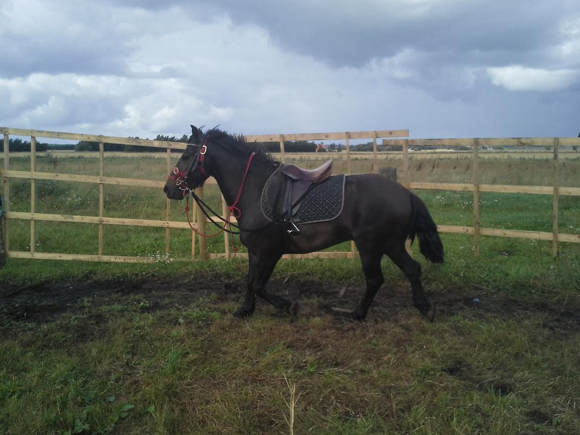 New Forest Højersmindes pride billede 5