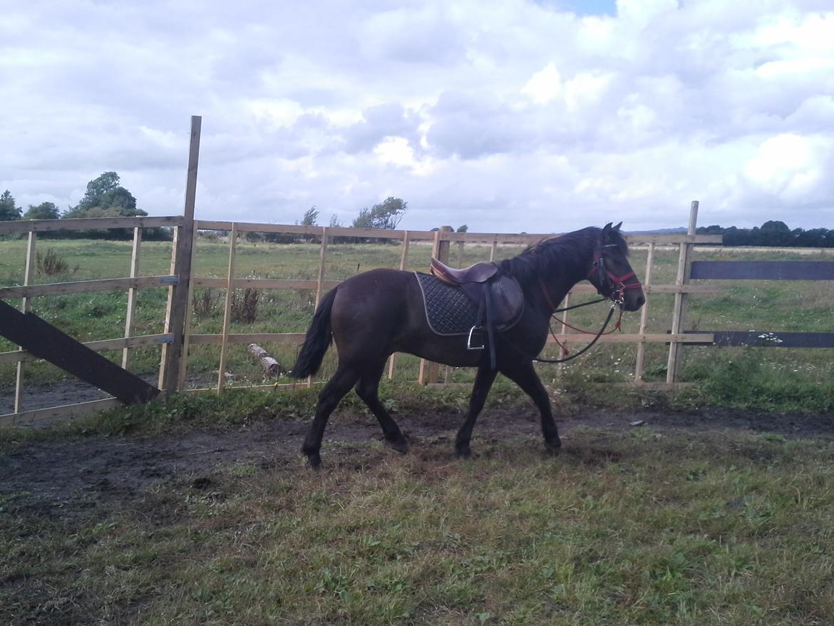 New Forest Højersmindes pride billede 6