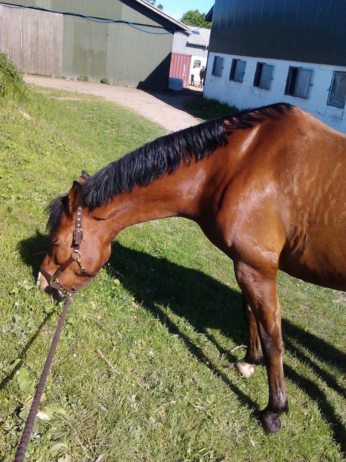 Anden særlig race Kentucky - Hygge med drengen<3 billede 7