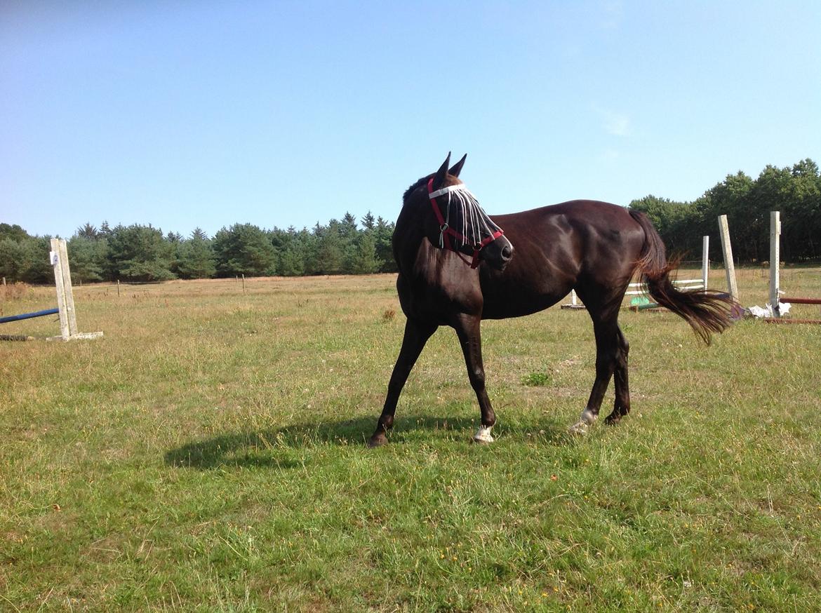 Dansk Varmblod Puma min elskede <3 himmelhest R.IP - På springbane billede 10