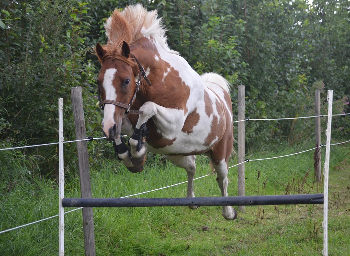 Anden særlig race Mikon - jump billede 12