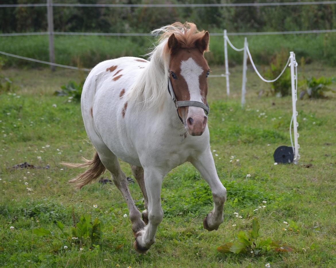 Shetlænder Bianca - Bianca i bevægelse. og nope det er ikke photoshop hah billede 1