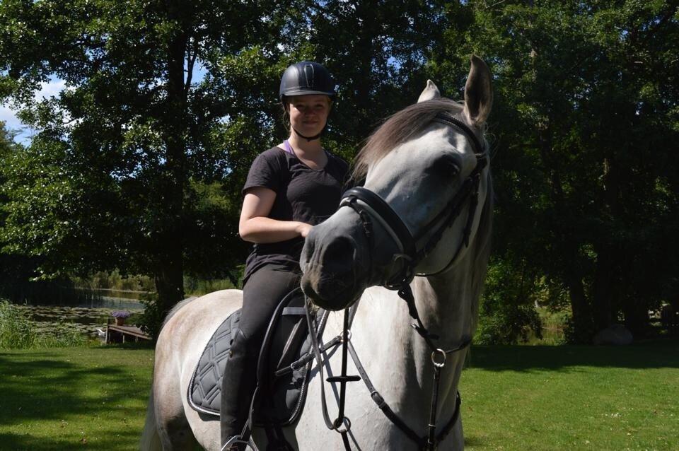 Arabisk fuldblod (OX) Al Wahed Estopa of TAS billede 34