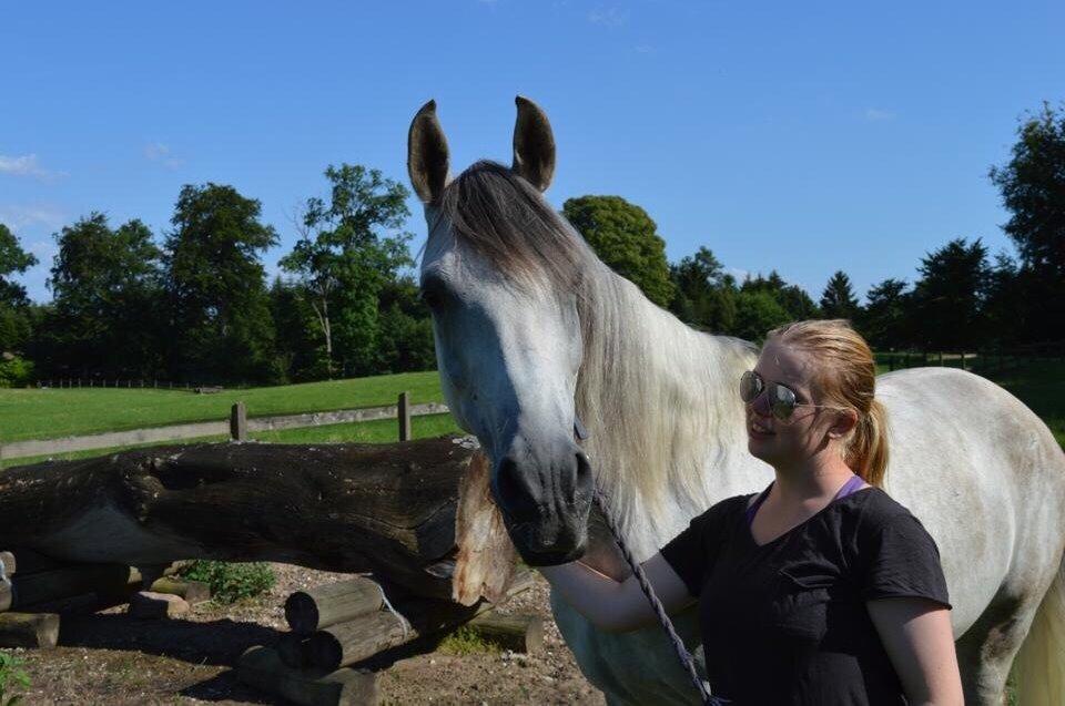 Arabisk fuldblod (OX) Al Wahed Estopa of TAS billede 3