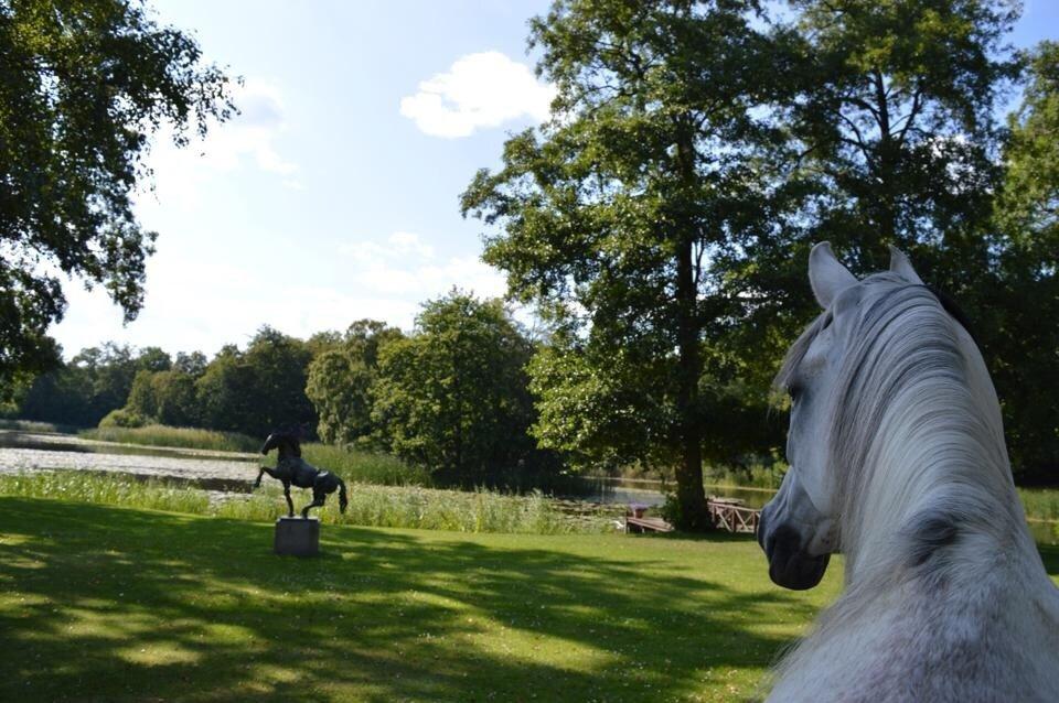 Arabisk fuldblod (OX) Al Wahed Estopa of TAS billede 36