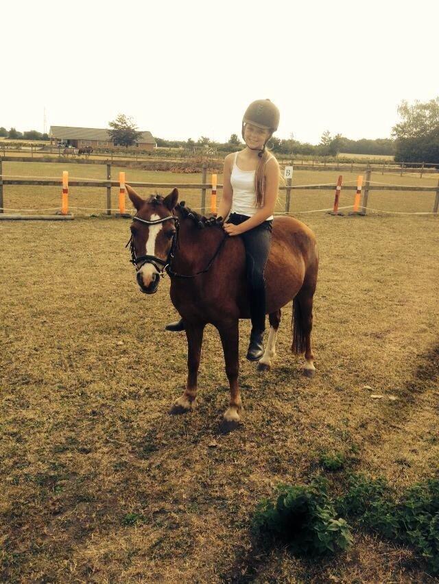 Welsh Mountain (sec A) Stendyssens Suprise Susapi billede 9