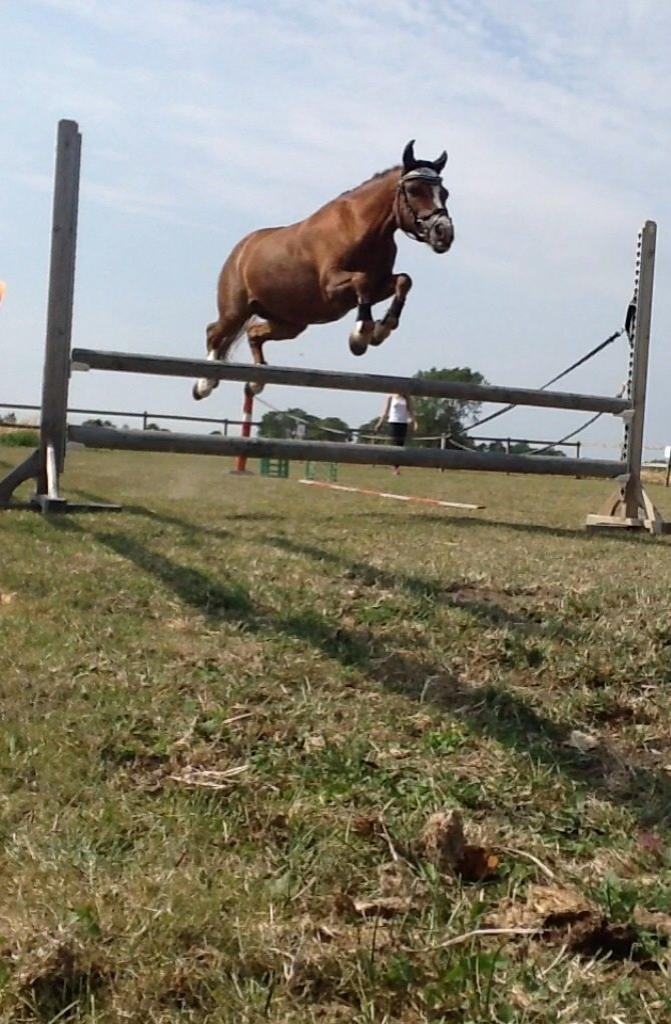 Welsh Mountain (sec A) Stendyssens Suprise Susapi billede 8