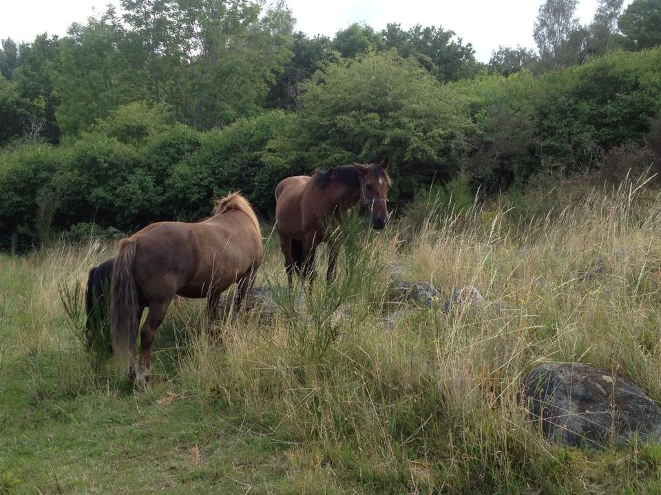 Traver Texaz kaldes texi <3 - Årh Silas, jeg skal nok lade hende den lille værre, du behøver ikke og beskytte hende sådan, jeg gør ingenting.  billede 9