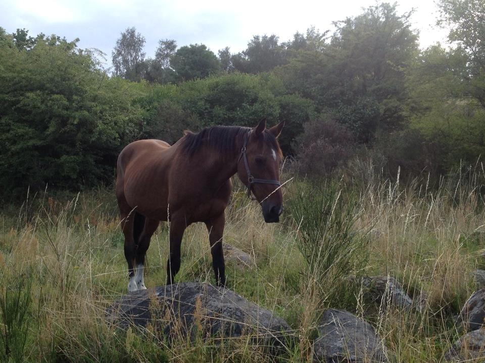 Traver Texaz kaldes texi <3 - smukke texaz billede 10