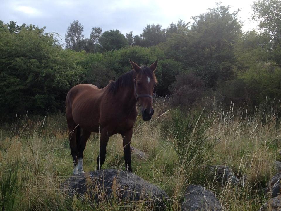 Traver Texaz kaldes texi <3 - Smukke! billede 11