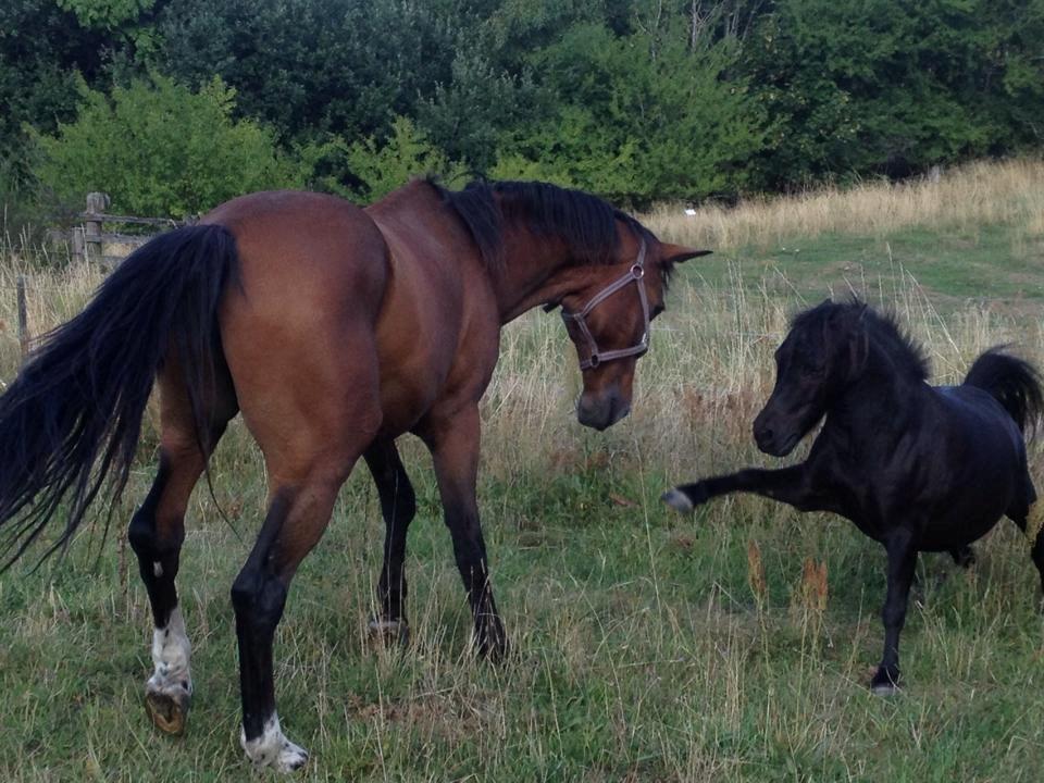 Traver Texaz kaldes texi <3 - Hallo texaz, her i folden er det mig som bestemmer, så hvis du ikke lige høre efter hvad jeg siger, så kommer hoven her frem. men du er alligevel meget sød texaz.  billede 3