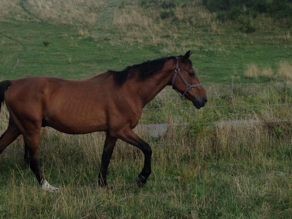 Traver Texaz kaldes texi <3 - på vej over til claus.  billede 4