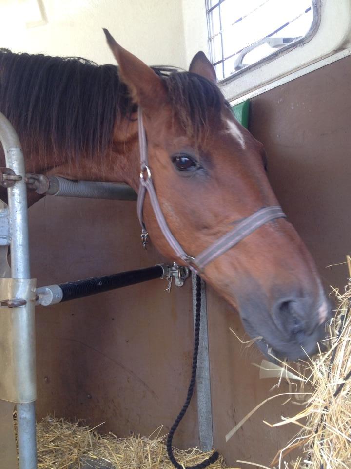 Traver Texaz kaldes texi <3 - på vej hjem til hans sidste hjem! billede 1