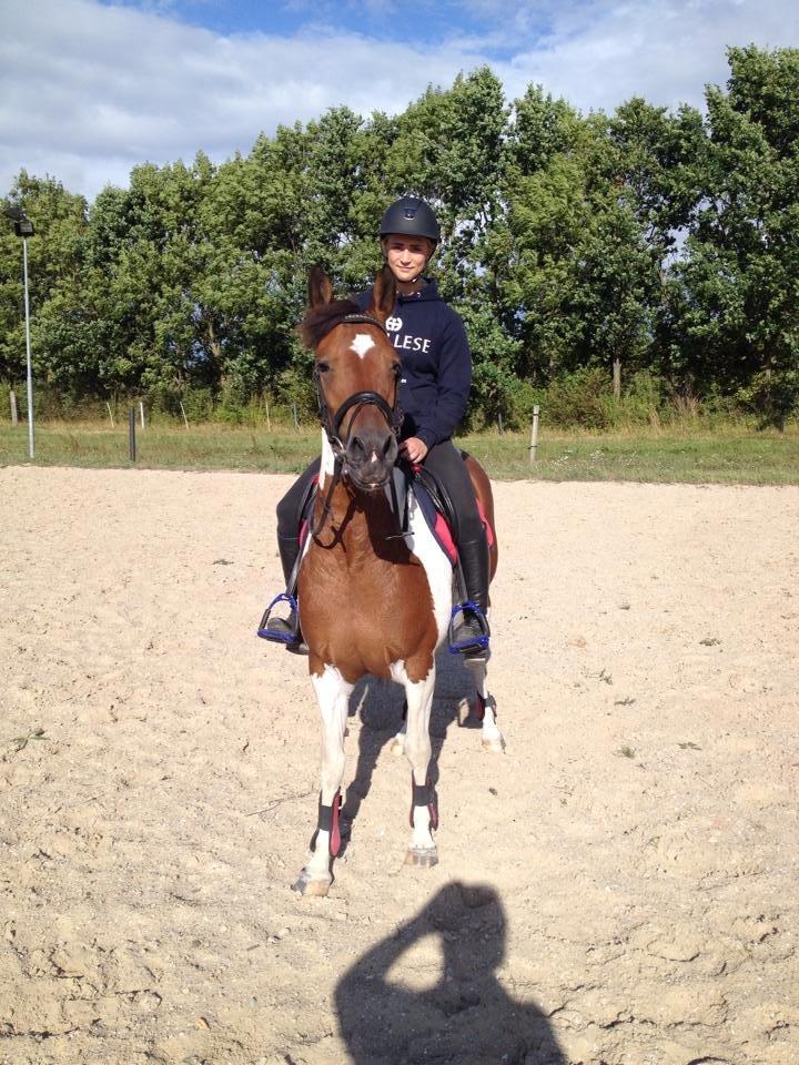 Anden særlig race Avanti - Sødeste Avanti billede 3