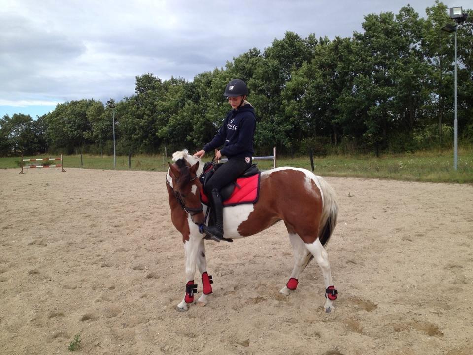 Anden særlig race Avanti billede 5