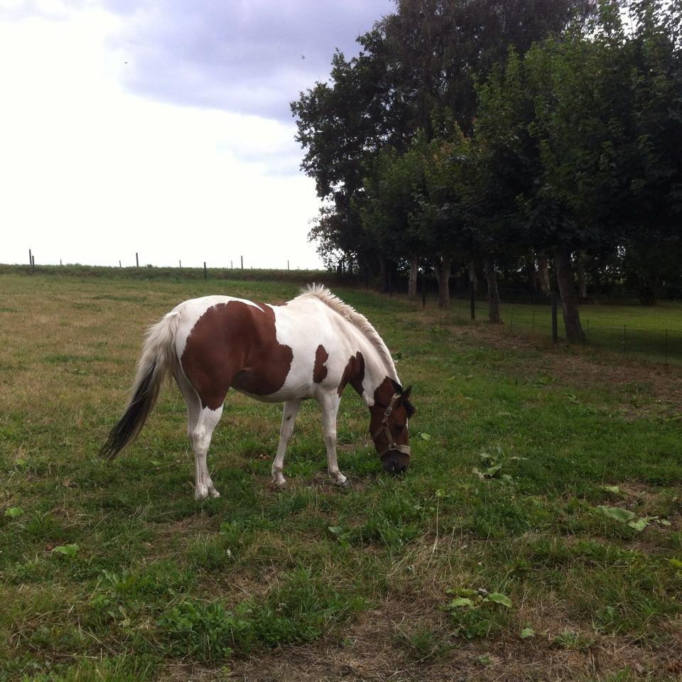 Anden særlig race Avanti - Avanti første gang på fol herhjemme billede 17