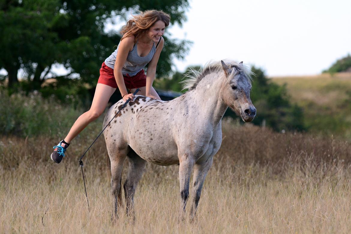 Knabstrupper Chanel billede 11