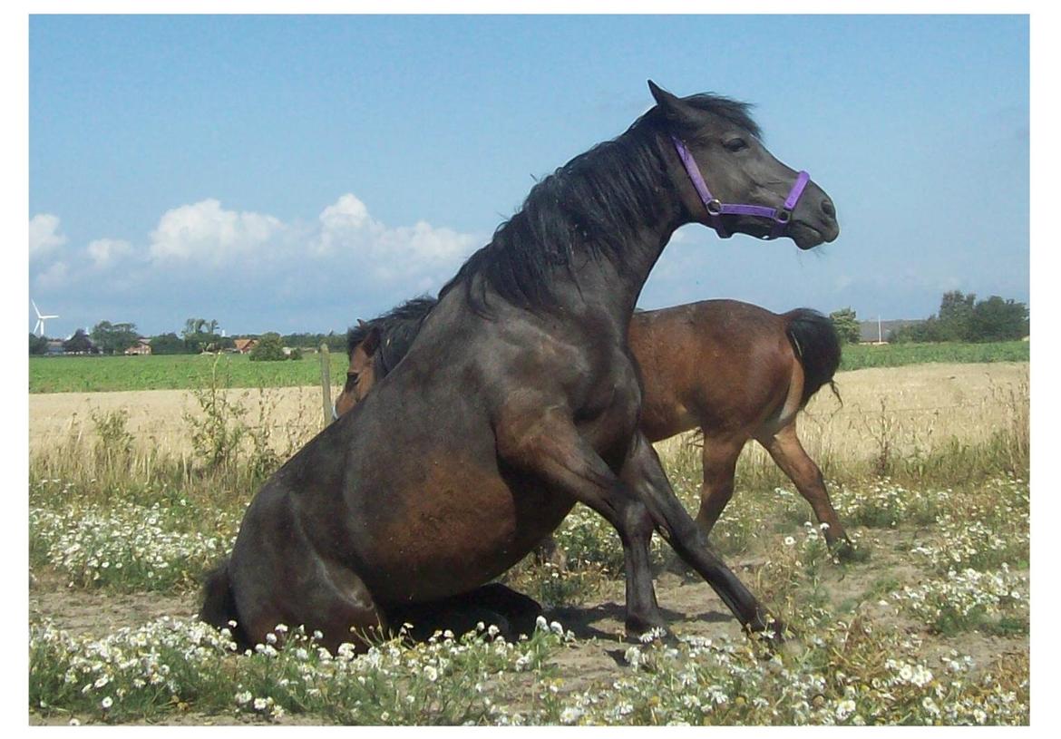 Anden særlig race Briza - Skøre Briza:O) billede 1