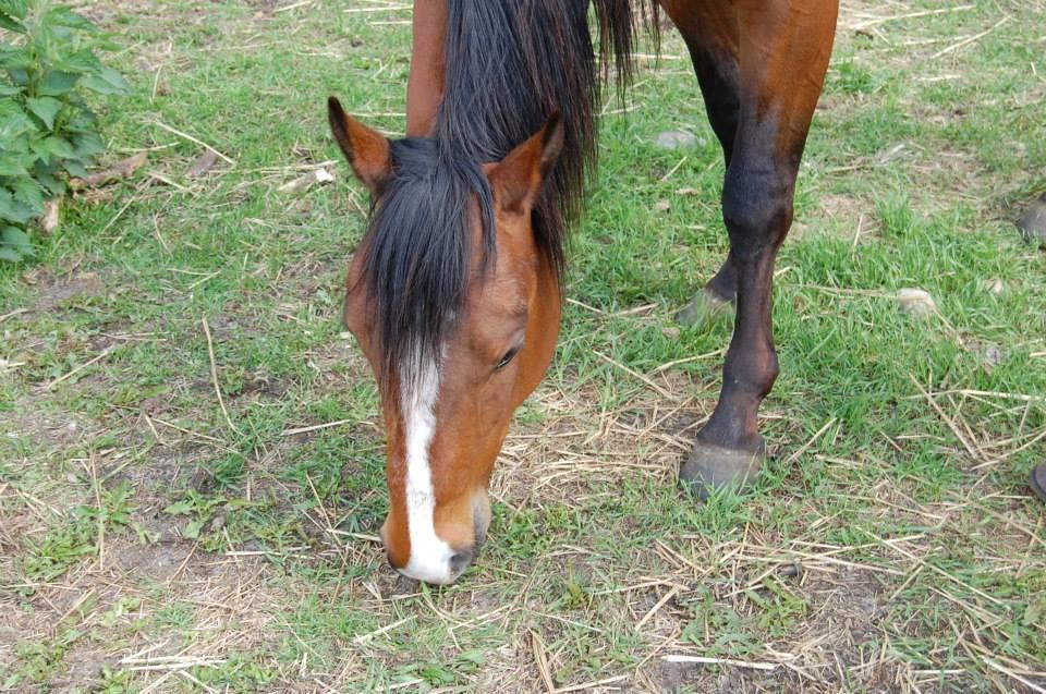 Quarter JMC Rubicon billede 12