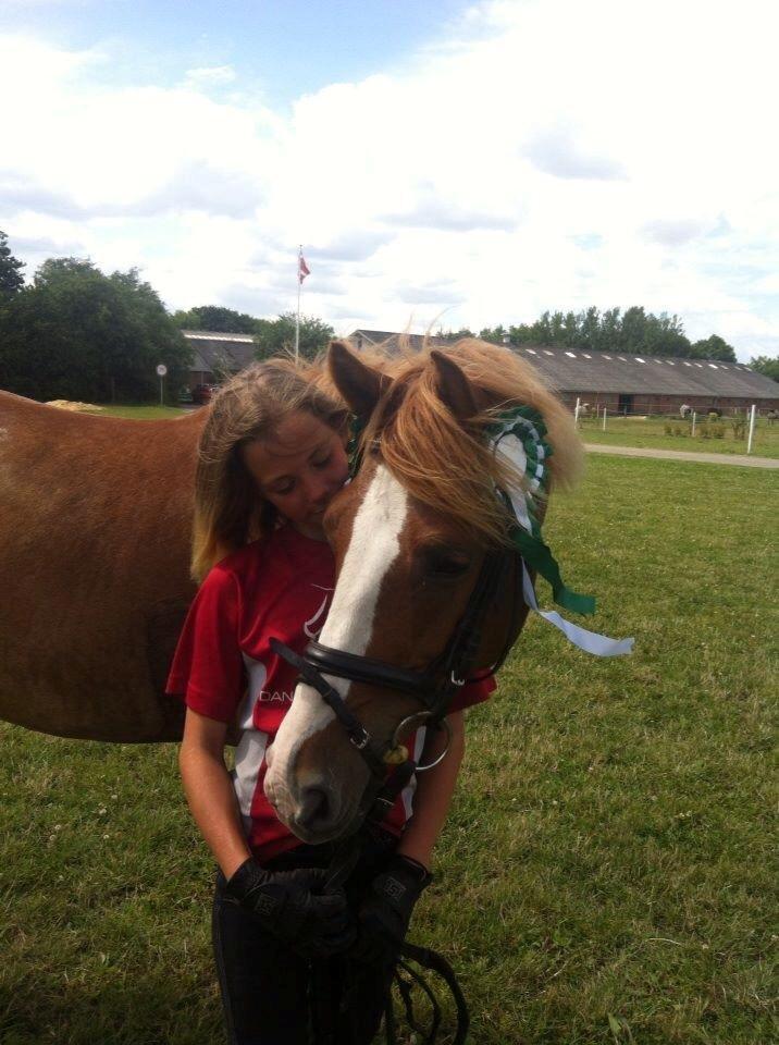 Palomino Lysgaards Anna bell - dette billede er fra træning stævnet mit første stævne på hende hvor jeg fik to 0 runder stolt<3 billede 6