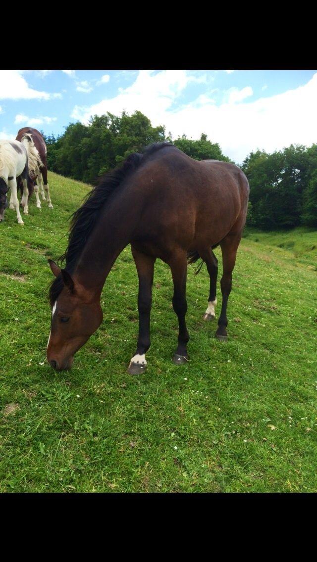 Pinto Hoelgaard´s Don Chirico - 1. gang jeg var ude og se ham billede 10