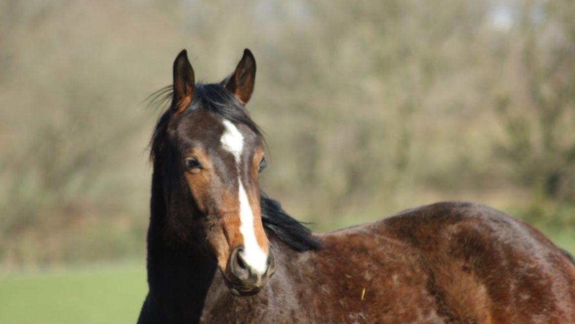 Pinto Hoelgaard´s Don Chirico - Vinterbillede - lånt af tidligere ejer billede 11