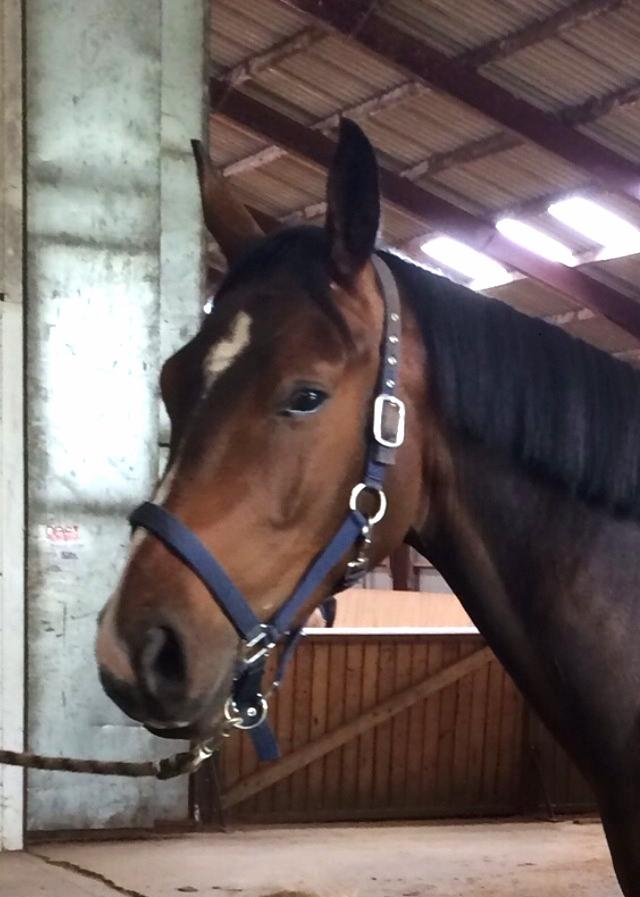 Pinto Hoelgaard´s Don Chirico billede 8