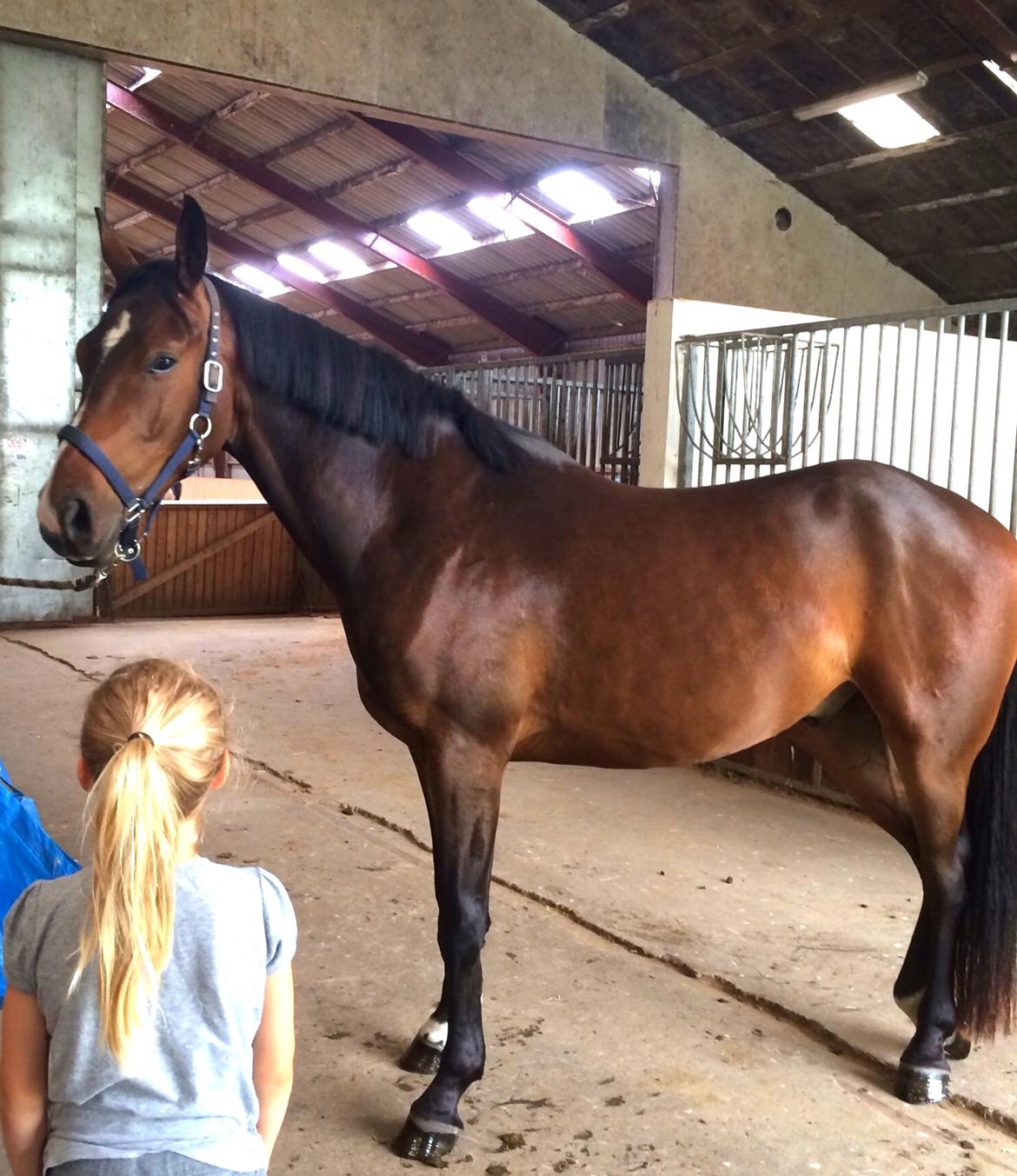 Pinto Hoelgaard´s Don Chirico - Juli 2014 billede 5