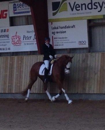 Dansk Varmblod Spanggaards De Fascinacion billede 11